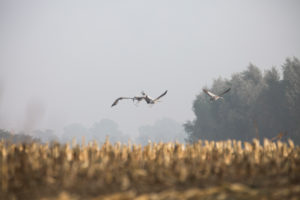 Cranes in Mecklenburg-Vorpommern Cranes in Mecklenburg-Vorpommern